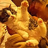 kitten, cat, paw, fur, blanket, cozy, indoor, pet, cute, animal, feline, soft, playful, curious, whiskers, claws, resting, young, warm, home