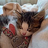kitten, sleeping, toy, plush_mouse, blanket, soft_light, indoor, pet, cute, fur, whiskers, pink_nose, cozy, resting, closeup, animal, feline, ears, peaceful, nap