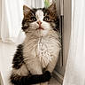 kitten, cat, fluffy, windowsill, curious, indoor, pet, white, brown, black, fur, animal, cute, young, whiskers, sitting, curtain, soft_light, closeup, portrait