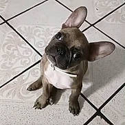 Milo joined the competition — help win amazing prizes! dog, puppy, french_bulldog, pet, animal, floor, tile_floor, white_collar, sitting, head_tilt, cute, indoor, small_dog, ears, wrinkles, looking_up, companion, adorable, domestic_animal, playful