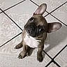dog, puppy, french_bulldog, pet, animal, floor, tile_floor, white_collar, sitting, head_tilt, cute, indoor, small_dog, ears, wrinkles, looking_up, companion, adorable, domestic_animal, playful