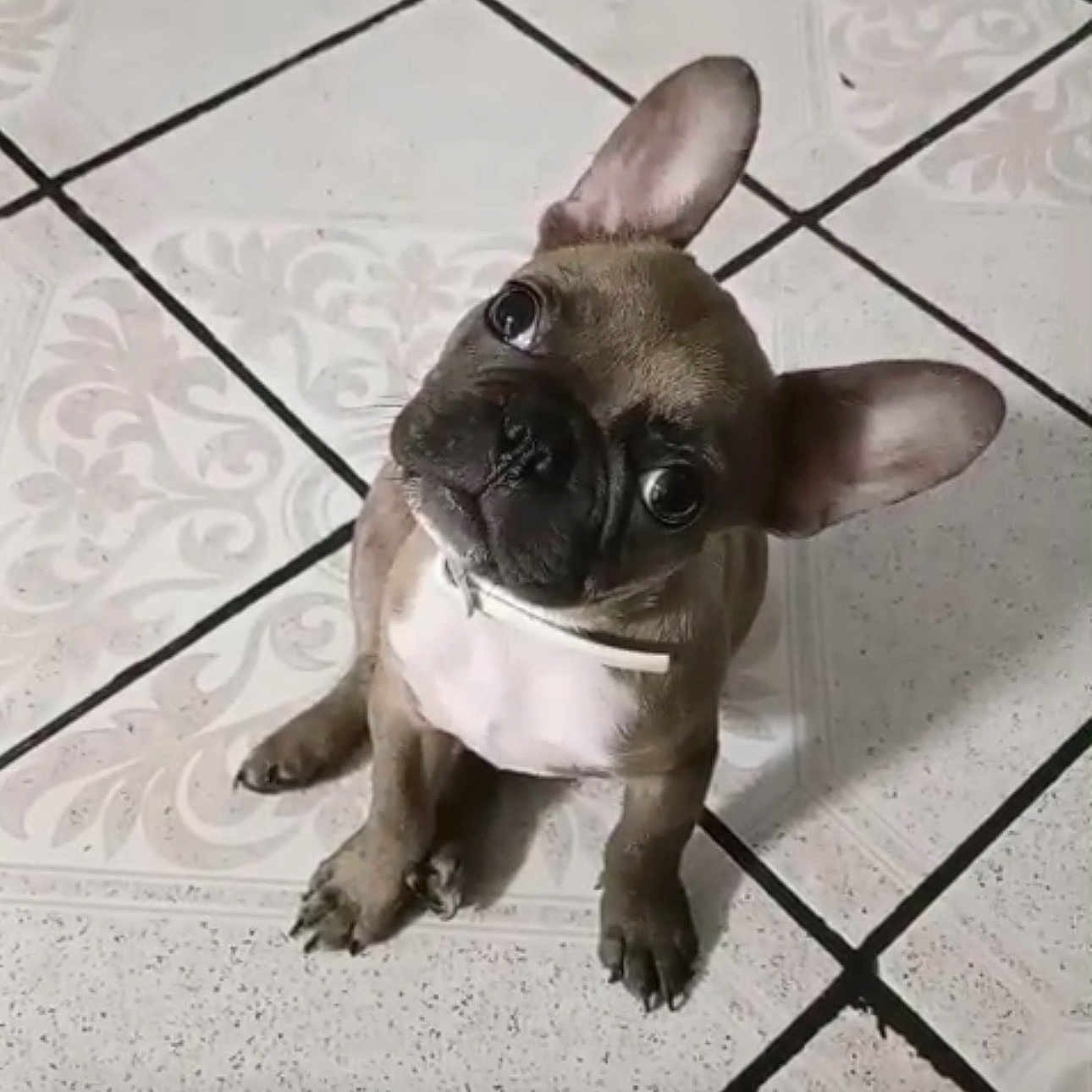 Milo joined the competition — help win amazing prizes! dog, puppy, french_bulldog, pet, animal, floor, tile_floor, white_collar, sitting, head_tilt, cute, indoor, small_dog, ears, wrinkles, looking_up, companion, adorable, domestic_animal, playful