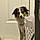 Roxie