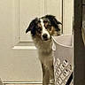 Roxie joined the competition — help win amazing prizes! dog, curious, door, peeking, basket, indoor, pet, animal, fur, head_tilt, floor, white, black, brown, ears, eyes, portrait, canine, side_view, home