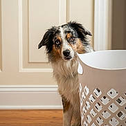 Roxie is registered to the contest to win money with this photo: dog, australian_shepherd, pet, curious, laundry_basket, wooden_floor, indoor, paneled_wall, white, brown, black, fur, animal, canine, portrait, standing, looking, ears, floor, home