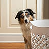 dog, australian_shepherd, pet, curious, laundry_basket, wooden_floor, indoor, paneled_wall, white, brown, black, fur, animal, canine, portrait, standing, looking, ears, floor, home