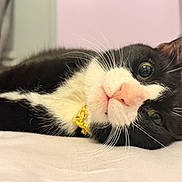 Ace joined the competition — help win amazing prizes! cat, tuxedo_cat, close_up, whiskers, pink_nose, gold_collar, necklace, bed, pillow, indoor, domestic_animal, pet, black_fur, white_fur, eyes, fur, relaxed, lying_down, portrait, macro