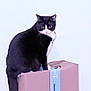 Ace joined the competition — help win amazing prizes! cat, tuxedo_cat, black_and_white, cat_face, whiskers, ears, tail, collar, cardboard_box, box, package, indoor, wall, sitting, pet, domestic_cat, curious, portrait, close_up, feline