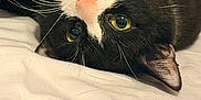 Ace is registered to the contest to win money with this photo: cat, tuxedo_cat, whiskers, green_eyes, pink_nose, close_up, portrait, pet, bedding, white_sheet, lying_down, upside_down, cute, indoor, pet_portrait, fur, feline, relaxed, bed, ear