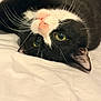 cat, tuxedo_cat, whiskers, green_eyes, pink_nose, close_up, portrait, pet, bedding, white_sheet, lying_down, upside_down, cute, indoor, pet_portrait, fur, feline, relaxed, bed, ear