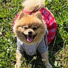 dog, puppy, pomeranian, fluffy, small_dog, tan_fur, open_mouth, tongue, harness, clothing, pink_outfit, gray_harness, outdoors, grass, garden, sunlight, portrait, sitting, happy, closeup