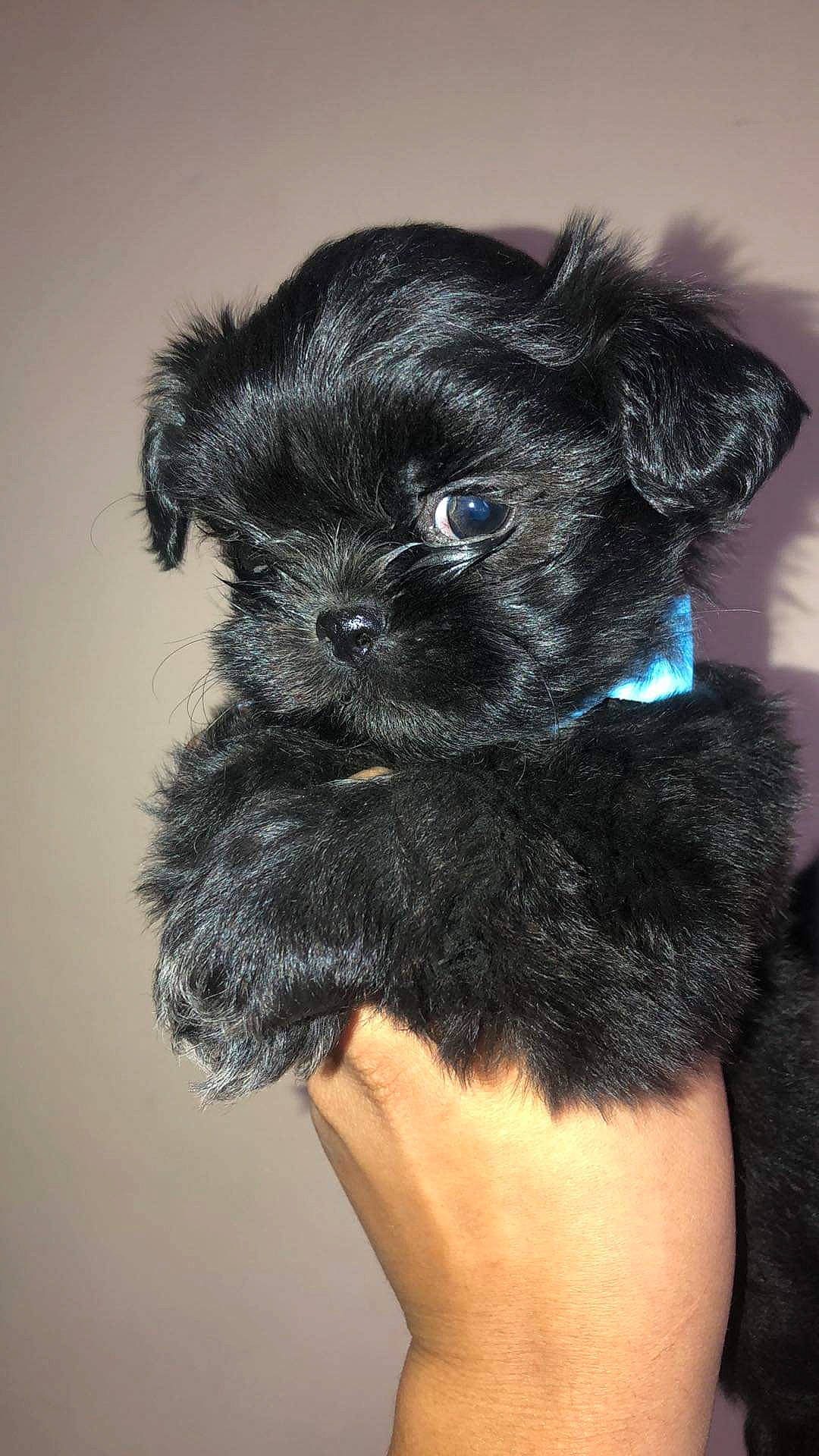 Astro joined the competition — help win amazing prizes! canidae, carnivore, companion_dog, dog, dog_breed, dog_supply, fawn, fur, liver, maltepoo, non_sporting_group, puppy, small_terrier, snout, sporting_group, tail, terrier, toy_dog, working_animal