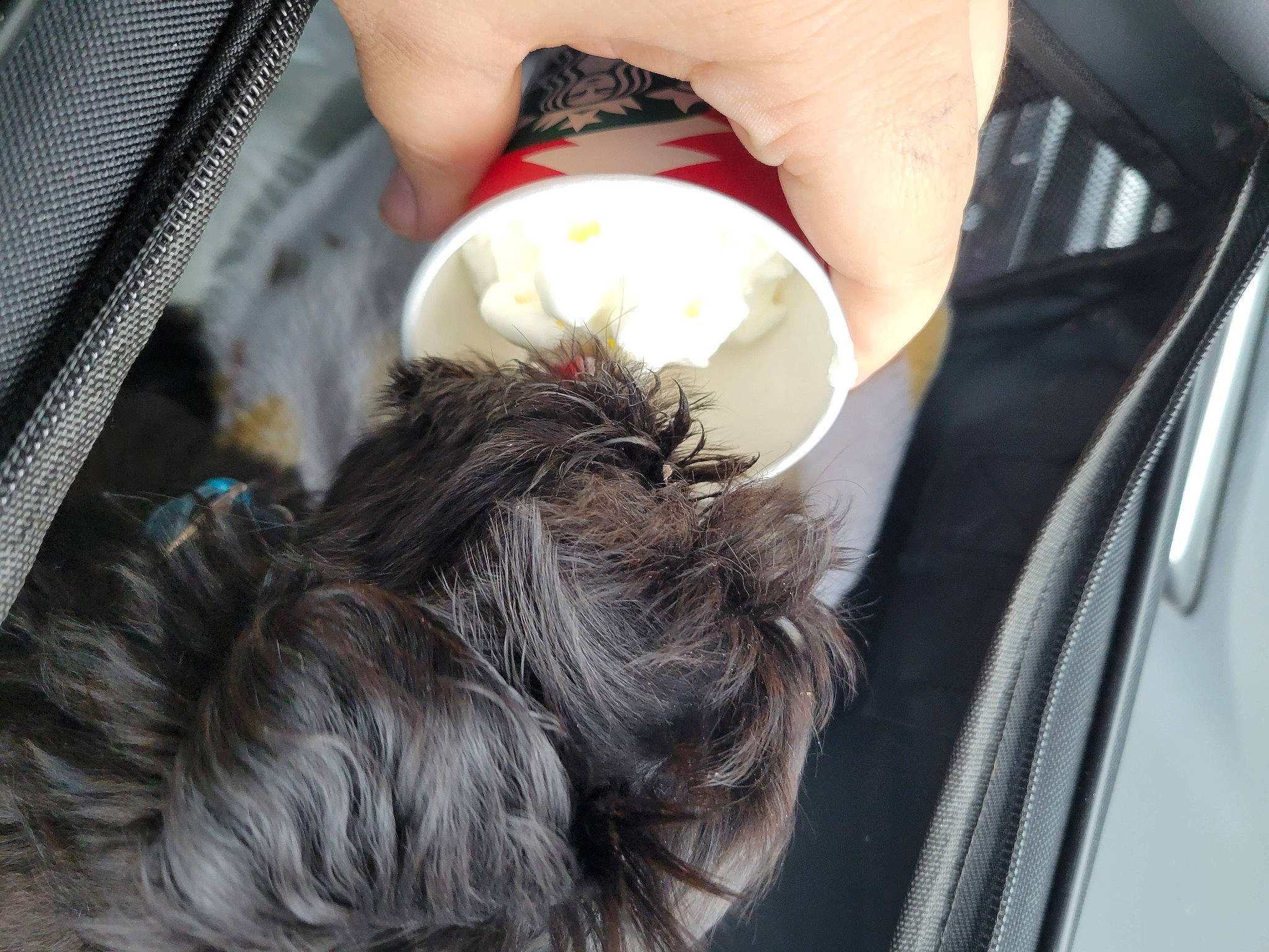 Astro is registered to the contest to win money with this photo: carmine, comfort, companion_dog, dog, dog_breed, fashion_accessory, fur, human_leg, knee, liver, nail, sporting_group, tail, textile, thigh, thumb, toy, toy_dog, vehicle_door, wool