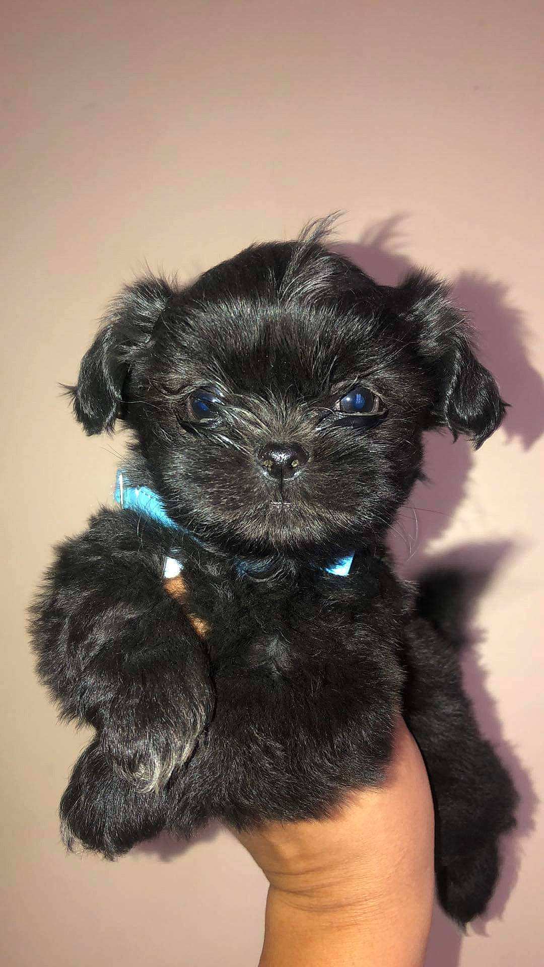 Astro joined the competition — help win amazing prizes! canidae, carnivore, companion_dog, dog, dog_breed, dog_supply, electric_blue, fashion_accessory, fur, maltepoo, non_sporting_group, pet_supply, snout, sporting_group, terrestrial_animal, toy_dog, working_animal