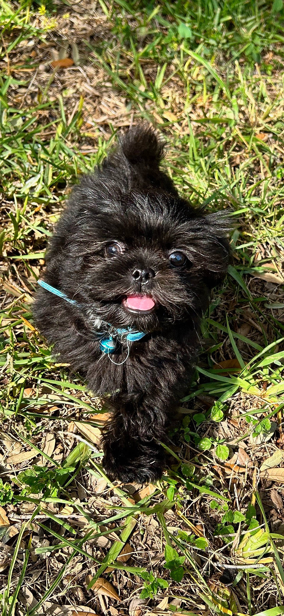 Astro is registered to the contest to win money with this photo: canidae, carnivore, companion_dog, dog, dog_breed, fawn, fur, grass, groundcover, liver, plant, small_terrier, snout, soil, sporting_group, terrestrial_animal, terrier, toy_dog, water_dog, working_animal