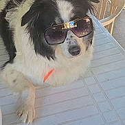 Siska participe au concours pour gagner de l'argent avec cette photo : dog, black_and_white, sunglasses, plastic_table, scissors, vape, pet, indoor, relaxed, fur, animal, cool, accessory, chair, household, tabletop, resting, cute, companion, domestic