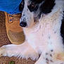 dog, black_and_white, fur, resting, jeans, boot, ground, leaf, animal, pet, closeup, outdoor, paw, canine, relaxed, texture, leg, casual, nature, companion