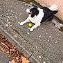 dog, black_and_white, tennis_ball, sidewalk, concrete, wall, outdoor, autumn, fallen_leaves, street, curb, pet, animal, playful, daytime, pavement, canine, fur, nature, relaxed