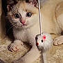 kitten, cat, toy, mouse_toy, playful, fur, whiskers, paws, close_up, indoor, cozy, blanket, curious, pet, animal, cute, young, feline, soft, snuggle