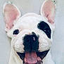 dog, french_bulldog, puppy, smiling, ears, black_patch, tongue, pet, cute, animal, closeup, white_fur, happy, face, canine, friendly, adorable, expression, domestic_animal, muzzle