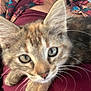 kitten, cat, pet, animal, close_up, lap, person, smile, face, fur, whiskers, indoor, casual, shirt, pattern, young_cat, domestic_cat, cute, resting, curious