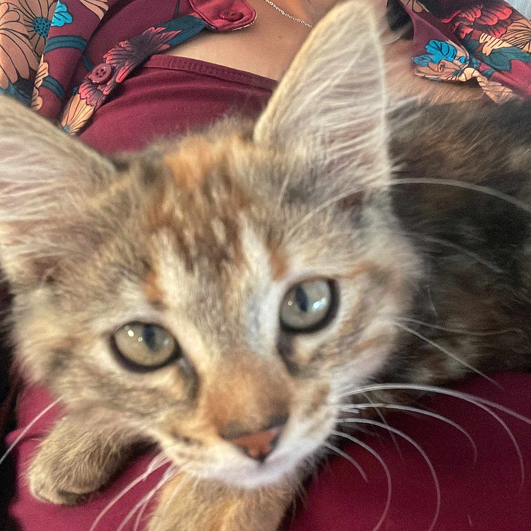 Stef participe au concours pour gagner de l'argent avec cette photo : animal, casual, cat, close_up, curious, cute, domestic_cat, face, fur, indoor, kitten, lap, pattern, person, pet, resting, shirt, smile, whiskers, young_cat