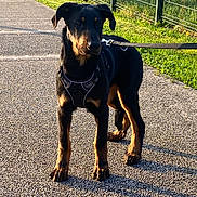 Venom a rejoint le concours — aidez-le/la à gagner de superbes lots ! accessories, animal, canine, city, dog, fence, grass, hound, labradorretriever, leash, path, pet, plant, puppy, road, sidewalk, strap, street, tarmac, urban
