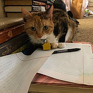 May-Z joined the competition — help win amazing prizes! background, black, books, brown, calico_cat, carpet, cat, close_up, collar, curious, feline, household, indoor, orange, papers, pen, pet, stack_of_books, tag, white