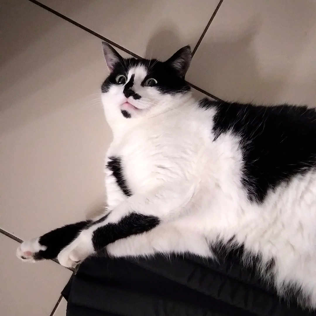 Pitch participe au concours pour gagner de l'argent avec cette photo : abyssinian, accessories, angora, animal, bodypart, canine, cat, couch, furniture, hardwood, kitten, leash, manx, mouth, person, pet, siamese, strap, tile, wood