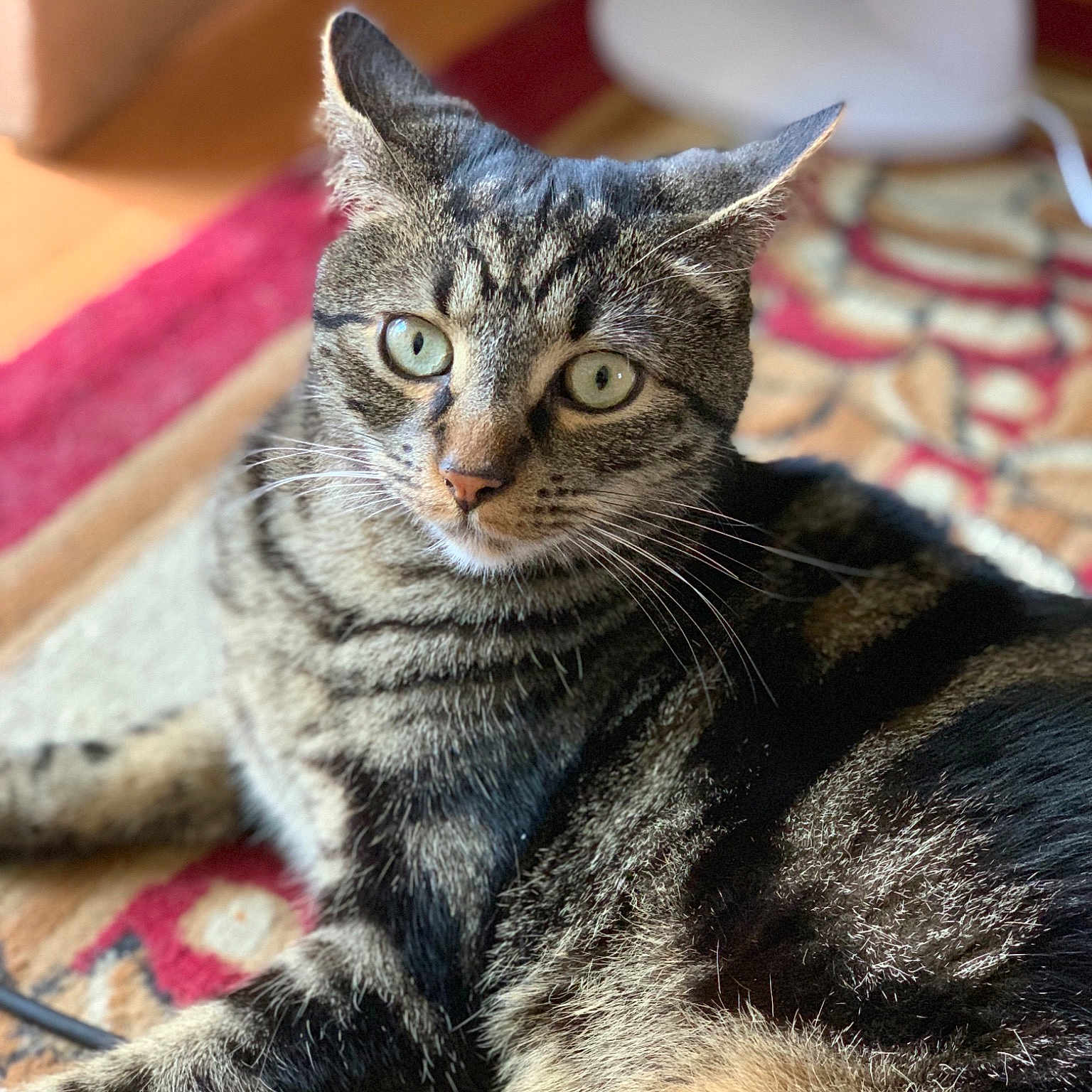 Jeremy joined the competition — help win amazing prizes! aegean_cat, american_shorthair, american_wirehair, asian, california_spangled, carnivore, cat, domestic_short_haired_cat, dragon_li, european_shorthair, felidae, fur, kitten, mammal, paw, small_to_medium_sized_cats, snout, tabby_cat, vertebrate, whiskers