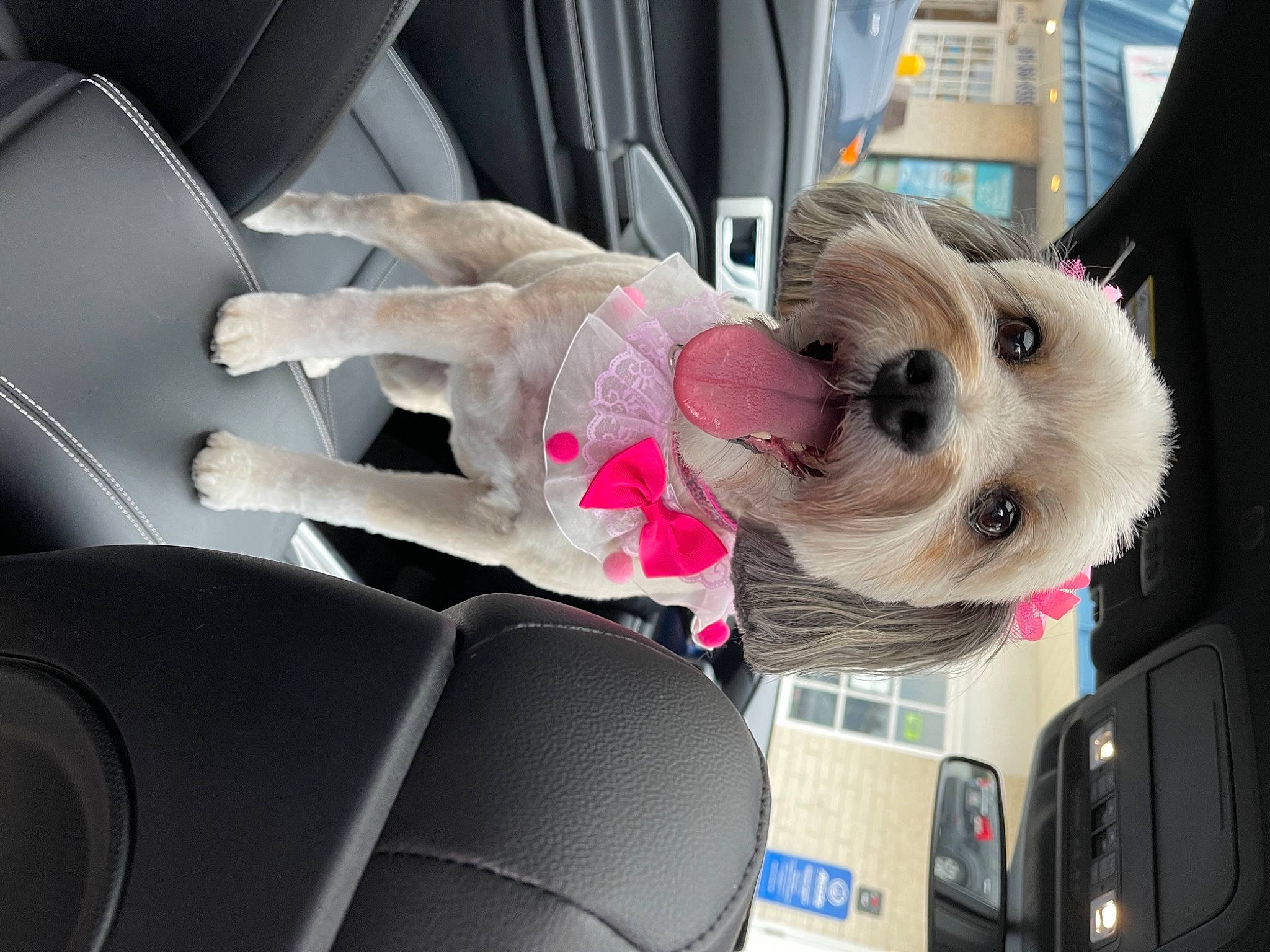 Taffey is registered to the contest to win money with this photo: auto_part, automotive_design, automotive_exterior, car, car_seat, car_seat_cover, carnivore, companion_dog, dog, family_car, fur, head_restraint, luxury_vehicle, motor_vehicle, personal_luxury_car, seat_belt, steering_wheel, toy_dog, vehicle, vehicle_door