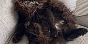 Hin participe au concours pour gagner de l'argent avec cette photo : cat, black_cat, fluffy, long_hair, pet, sitting, relaxed, couch, sofa, pillow, indoor, feline, animal, whiskers, tail, ears, eyes, cozy, home, resting