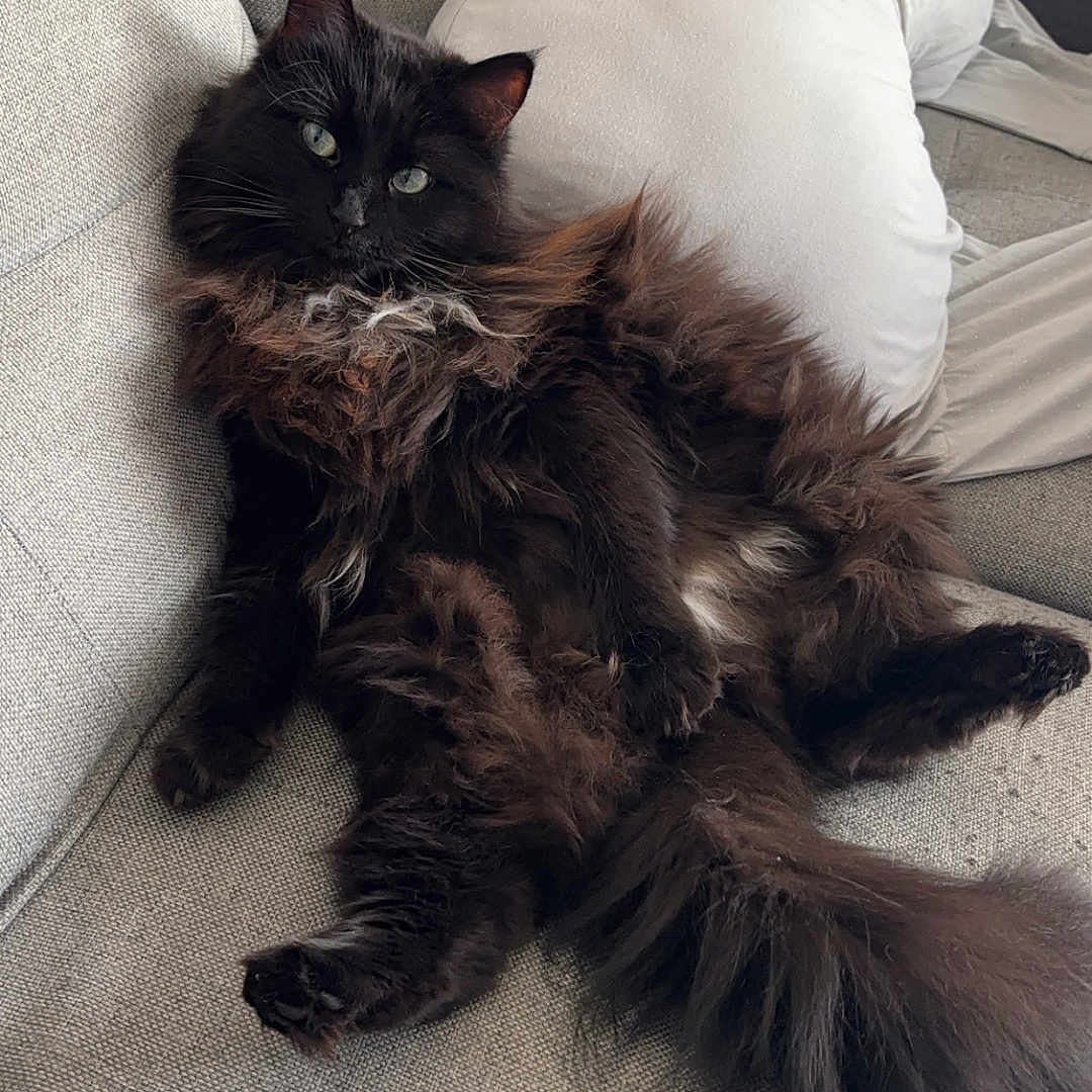 Hin participe au concours pour gagner de l'argent avec cette photo : animal, black_cat, cat, couch, cozy, ears, eyes, feline, fluffy, home, indoor, long_hair, pet, pillow, relaxed, resting, sitting, sofa, tail, whiskers