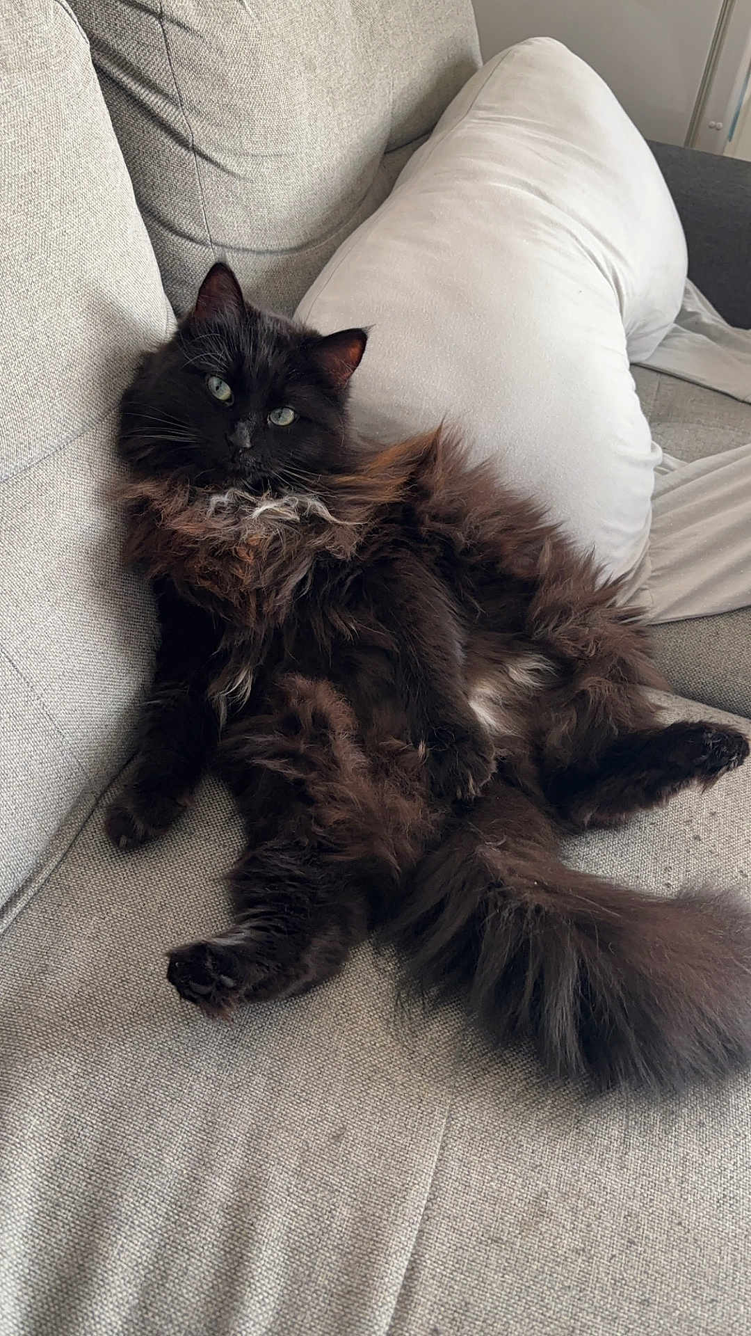 Hin participe au concours pour gagner de l'argent avec cette photo : cat, black_cat, fluffy, long_hair, pet, sitting, relaxed, couch, sofa, pillow, indoor, feline, animal, whiskers, tail, ears, eyes, cozy, home, resting