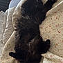 Hin participe au concours pour gagner de l'argent avec cette photo : cat, black_cat, fluffy, pet, animal, indoor, quilt, floral_pattern, relaxed, lying_down, stretching, cozy, bed, blanket, feline, cute, four_legs, tail, paw, resting