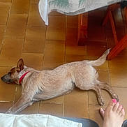 Auckland a rejoint le concours — aidez-le/la à gagner de superbes lots ! dog, floor, tile, red_collar, wooden_furniture, foot, toenails, pink_nail_polish, resting, domestic, indoor, brown, white, animal, pet, relaxed, laying_down, human, tablecloth, chair