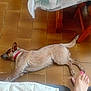 dog, floor, tile, red_collar, wooden_furniture, foot, toenails, pink_nail_polish, resting, domestic, indoor, brown, white, animal, pet, relaxed, laying_down, human, tablecloth, chair