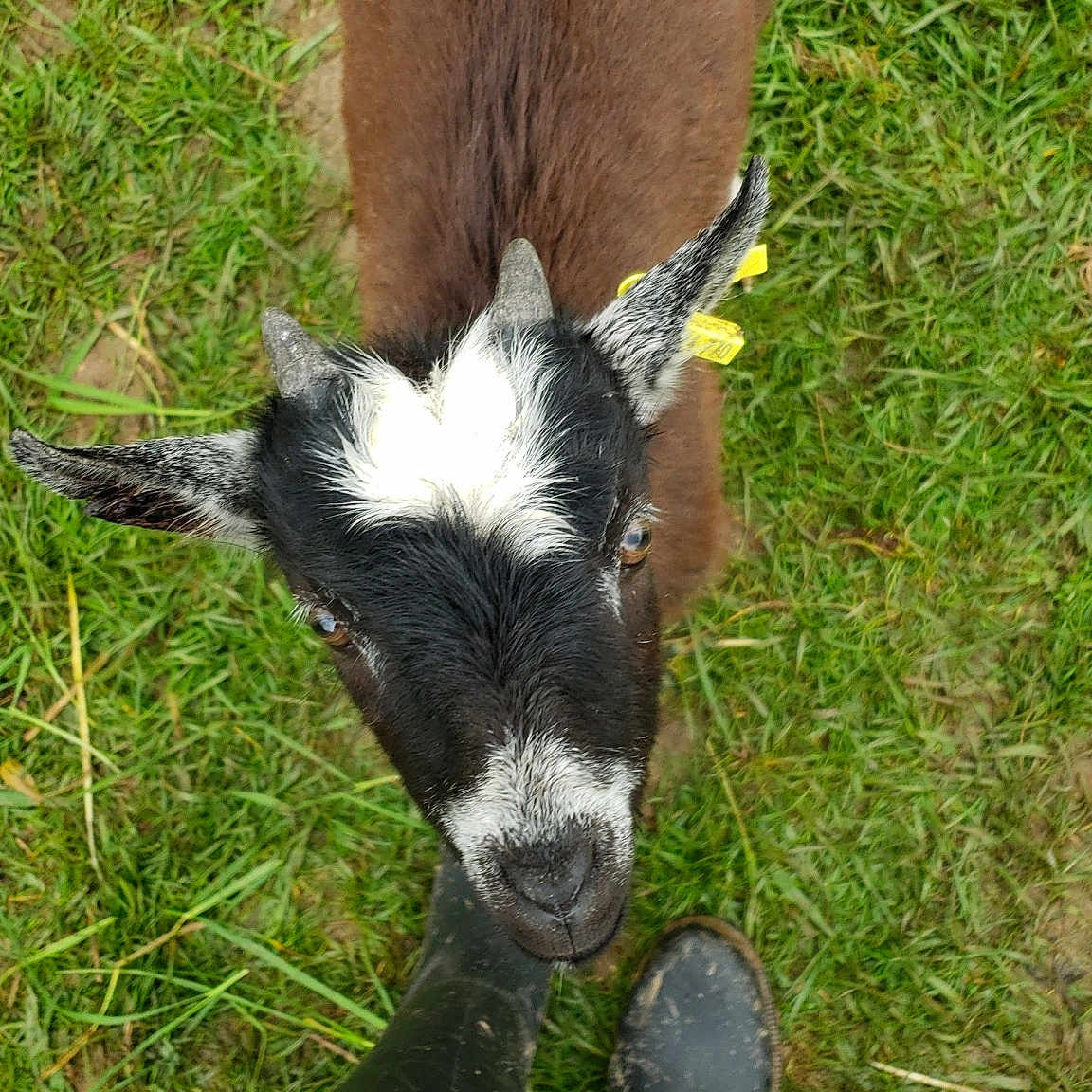 Haribo a rejoint le concours — aidez-le/la à gagner de superbes lots ! bovine, dog_breed, fur, goat, goats, grass, grass_family, grassland, grazing, groundcover, livestock, pasture, plant, ranch, sheep, sporting_group, sunglasses, tail, terrestrial_animal, working_animal