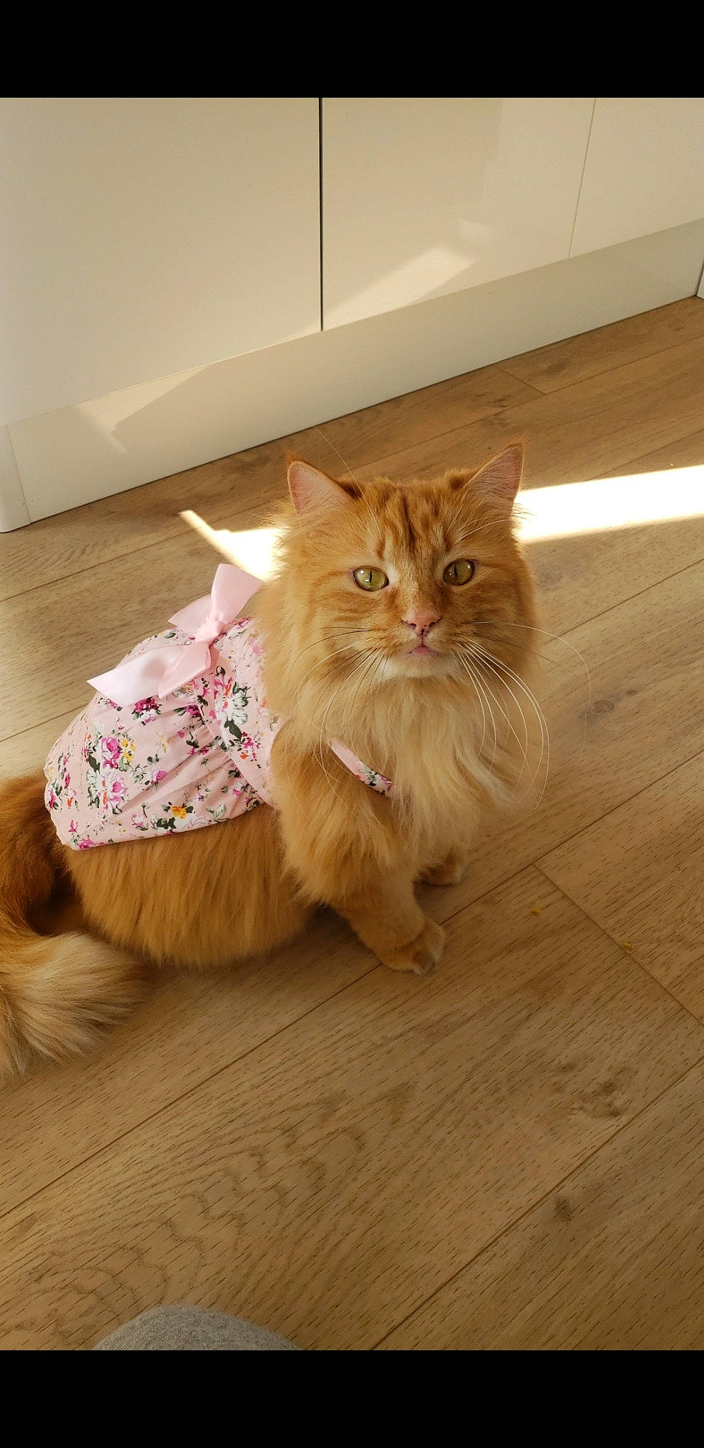 Popiette a rejoint le concours — aidez-le/la à gagner de superbes lots ! box, carnivore, cat, companion_dog, fawn, felidae, floor, flooring, fur, hardwood, laminate_flooring, paw, small_to_medium_sized_cats, snout, tail, varnish, whiskers, wood, wood_flooring, wood_stain