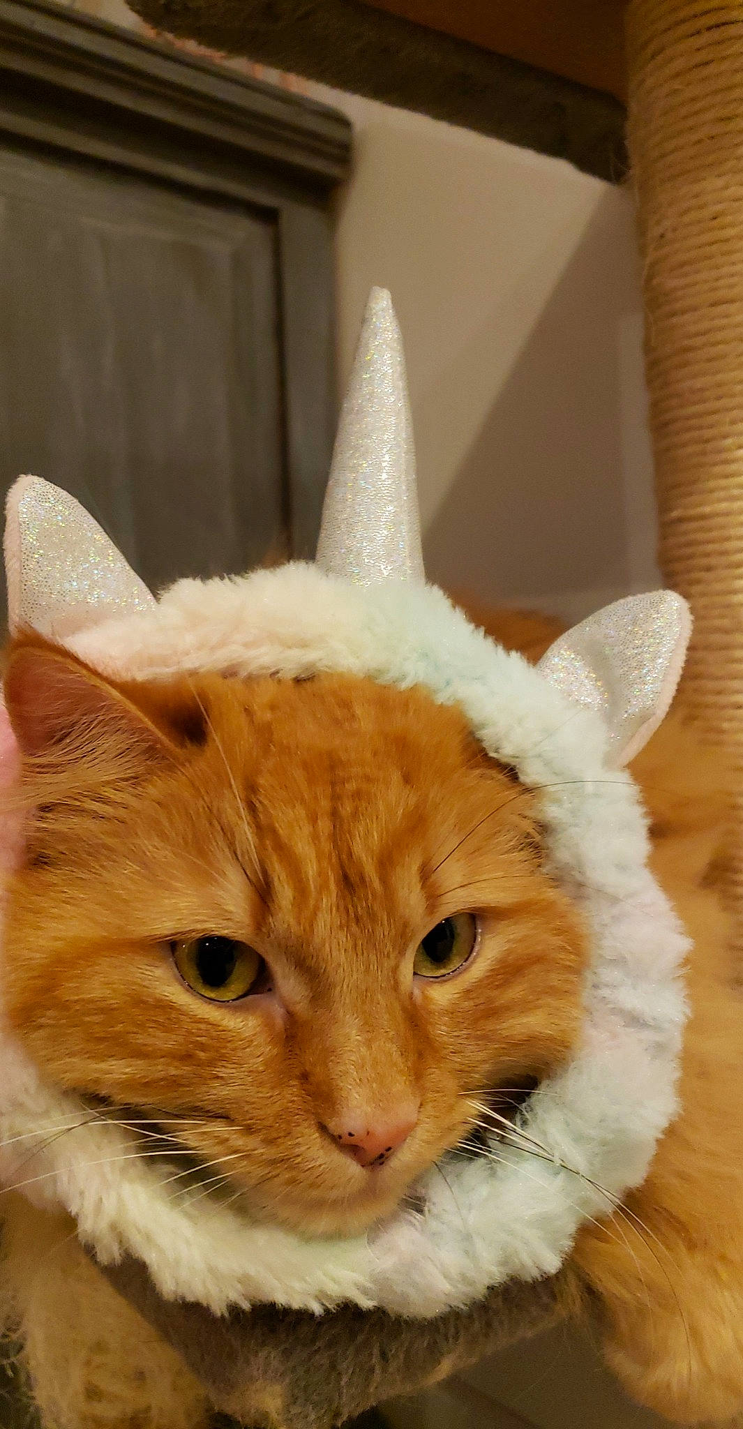 Popiette participe au concours pour gagner de l'argent avec cette photo : art, carnivore, cat, domestic_short_haired_cat, fawn, felidae, fur, small_to_medium_sized_cats, tail, terrestrial_animal, whiskers, window, wood