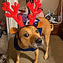 Daisy Mae joined the competition — help win amazing prizes! dog, antlers, costume, red, blue, sweater, pet, indoor, furniture, bench, brown, cute, animal, holiday, festive, decor, expression, side_eye, sequin, canine
