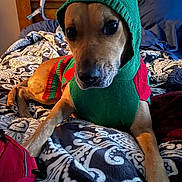 Daisy Mae joined the competition — help win amazing prizes! dog, pet, sweater, hood, bed, blanket, pattern, brown_dog, indoor, resting, canine, furry, comfortable, cute, portrait, animal, warm_clothing, looking, household, cozy