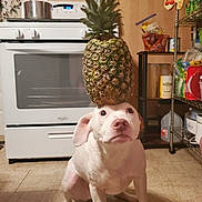 Sweetie joined the competition — help win amazing prizes! dog, white_dog, pineapple, kitchen, floor, stove, pot, sitting, balancing, domestic, indoor, shelf, storage, kitchen_utensils, curious, calm, pet, animal, household, tile_floor