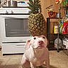 dog, white_dog, pineapple, kitchen, floor, stove, pot, sitting, balancing, domestic, indoor, shelf, storage, kitchen_utensils, curious, calm, pet, animal, household, tile_floor