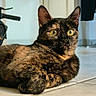 Nouille participe au concours pour gagner de l'argent avec cette photo : cat, tortoiseshell_cat, pet, animal, feline, wide_eyes, ears, whiskers, fur, lying_down, lounging, indoor, tile_floor, home, scooter, furniture, portrait, close_up, alert, funny