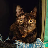 Nouille a rejoint le concours — aidez-le/la à gagner de superbes lots ! cat, tortoiseshell_cat, pet, animal, feline, wide_eyes, golden_eyes, ears, whiskers, portrait, close_up, indoor, dark_background, blanket, fringe, blue_and_white, sitting, staring, curious, photography
