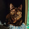 cat, tortoiseshell_cat, pet, animal, feline, wide_eyes, golden_eyes, ears, whiskers, portrait, close_up, indoor, dark_background, blanket, fringe, blue_and_white, sitting, staring, curious, photography
