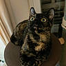 Nouille participe au concours pour gagner de l'argent avec cette photo : cat, tortoiseshell_cat, pet, animal, feline, wide_eyes, green_eyes, ears, whiskers, fur, sitting, perched, indoor, home, window, curtains, blinds, chair, portrait, closeup