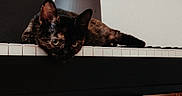 Nouille participe au concours pour gagner de l'argent avec cette photo : cat, tortoiseshell_cat, animal, pet, piano, keyboard, indoors, portrait, close_up, lying_down, black_fur, brown_fur, green_eyes, ears, whiskers, staring, relaxed, musical_instrument, dramatic_lighting, home