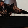 cat, tortoiseshell_cat, animal, pet, piano, keyboard, indoors, portrait, close_up, lying_down, black_fur, brown_fur, green_eyes, ears, whiskers, staring, relaxed, musical_instrument, dramatic_lighting, home